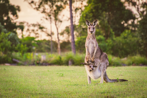 Os cangurus são mamíferos marsupiais.