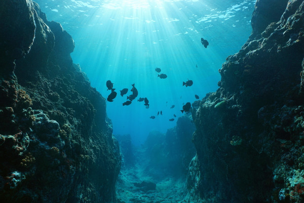 Imagem de uma fossa oceânica com alguns peixes